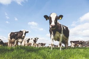 Northern Dairy Equipment Case Study